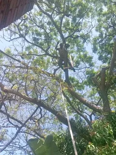 Wilson tree cutting and grass cutting