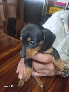 Mini Daschund Puppy’s