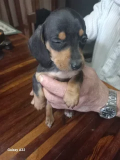 Mini Daschund Puppy’s