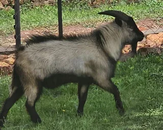Dwarf Male Goat