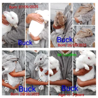 Beautiful Pet Bunnies  for sale.Rabbits for sale