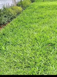 Am looking job as gardenening