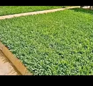 Am looking job as gardenening