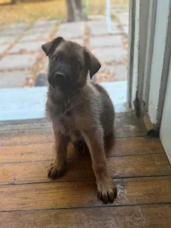 Belg - Ad posted by Jarred Dunn