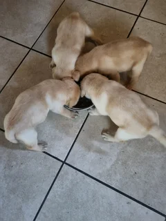 Labrador puppies