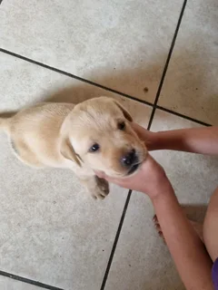 Labrador puppies