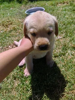 Labrador puppies