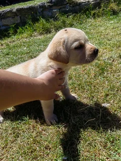 Labrador puppies
