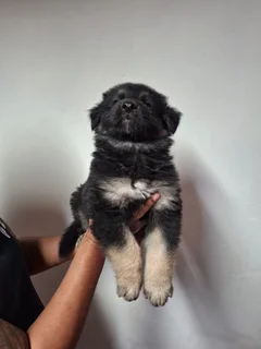 German shepherd puppies