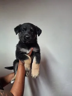 German shepherd puppies