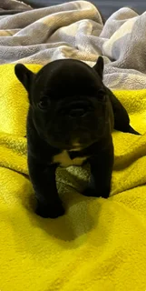 French Bulldog