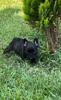 French Bulldog
