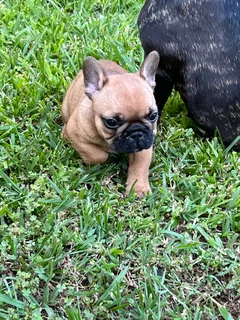 French Bulldog