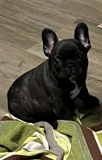 French Bulldog