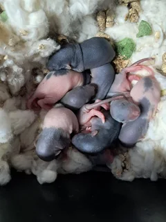 Dumbo rats for sale