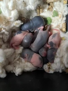 Dumbo rats for sale
