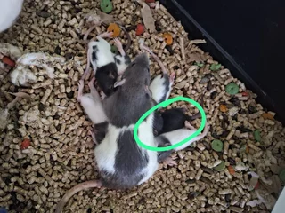 Baby dumbo rats