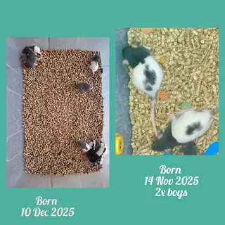 Baby dumbo rats for sale