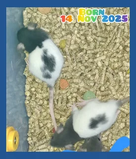 2x Male Dumbo Rats For Sale