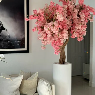 Indoor Cherry Blossom