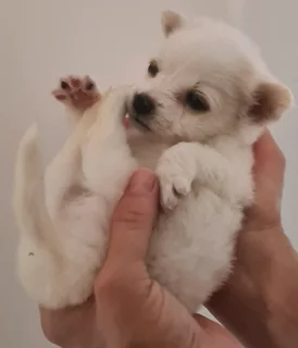 Playfull and loving little Malchi puppies