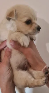 Playfull and loving little Malchi puppies