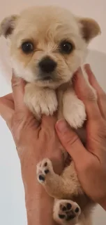 Playfull and loving little Malchi puppies