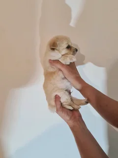 Playfull and loving little Malchi puppies