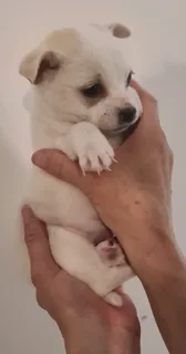 Playfull and loving little Malchi puppies