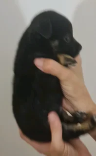 Playfull and loving little Malchi puppies