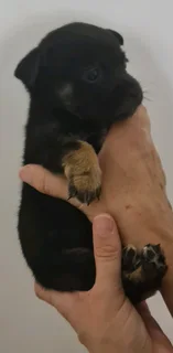 Playfull and loving little Malchi puppies