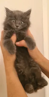 Loving Blue Maincoon kittens