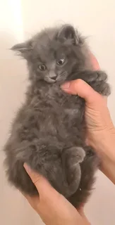 Loving Blue Maincoon kittens