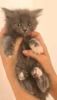 Loving Blue Maincoon kittens