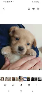 Cute little Maltipoo male pups