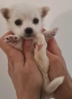 Cute little Maltipoo male pups