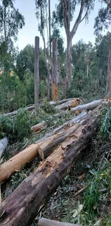 Tree Felling
