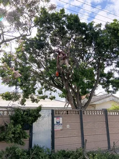 Tree Felling