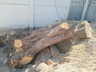 Tree Felling