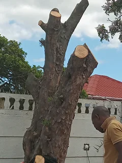 Tree Felling