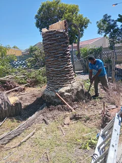 Tree Felling