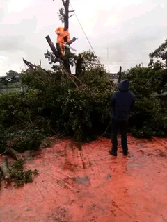 Tree Felling