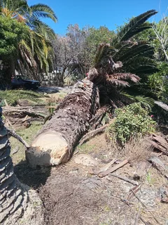 Tree Felling