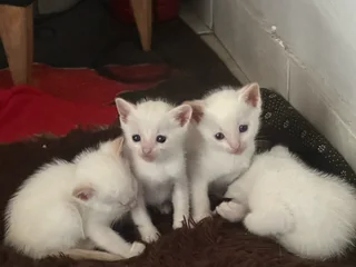 Kittens for sale