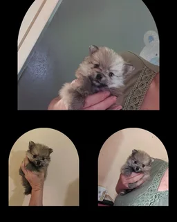 Toy pom / Pomeranian puppies