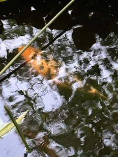 Koi Fish