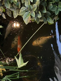 Koi Fish