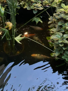 Koi Fish