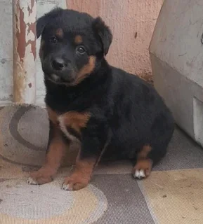 German sherperd x labrador