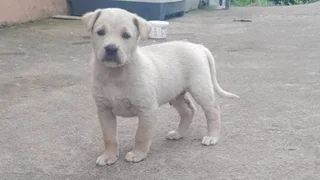 German sherperd x labrador